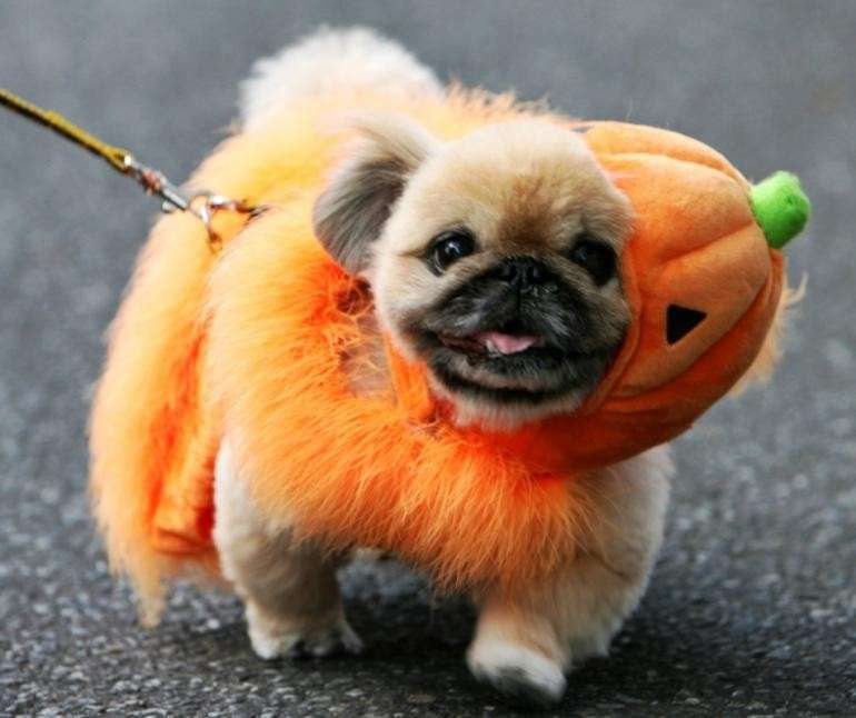 Travestimento da zucca per cane