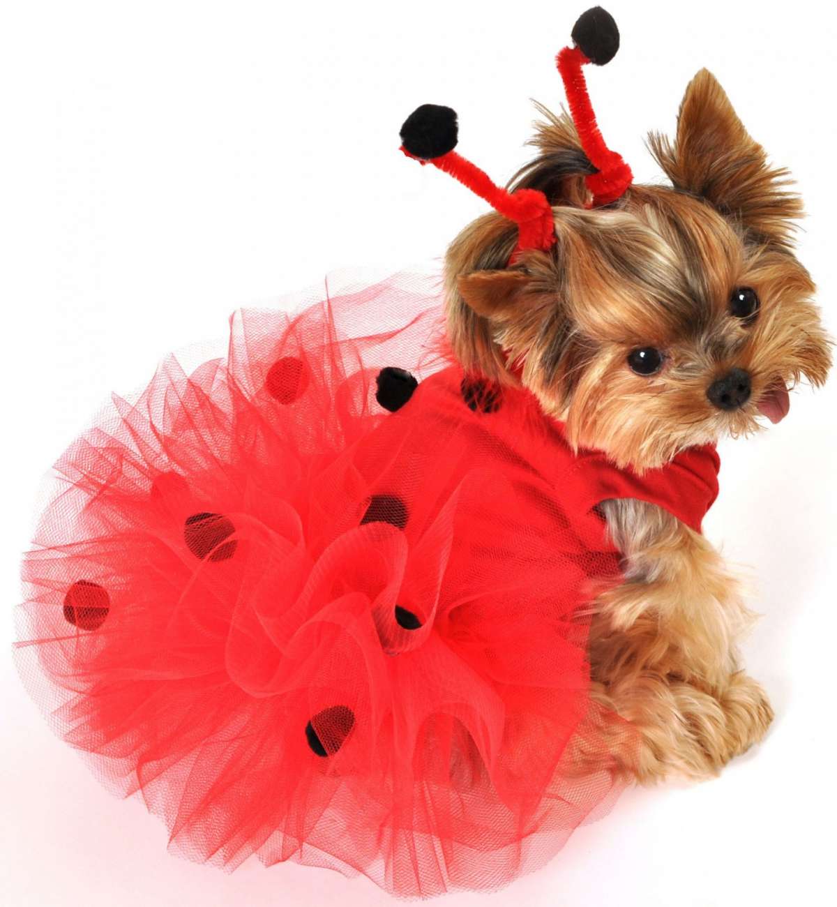 Costumi di Carnevale: i più belli e divertenti per uomo, donna e per il  cane