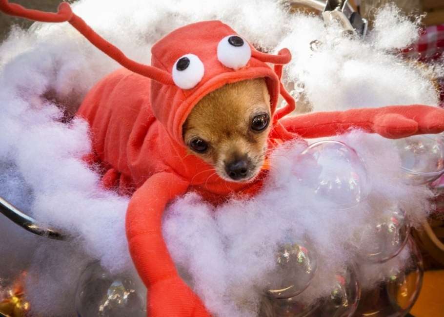 Vestito da granchio per Carnevale