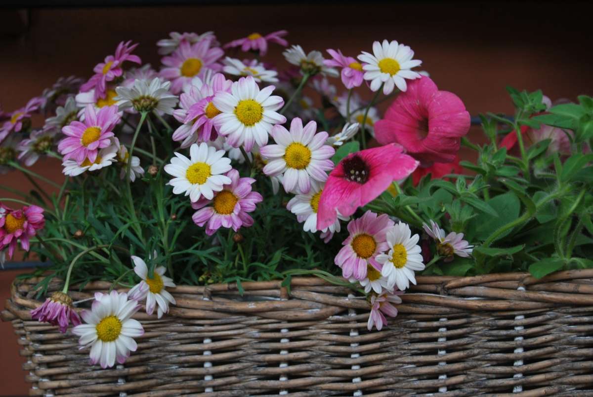 Fiori di campo