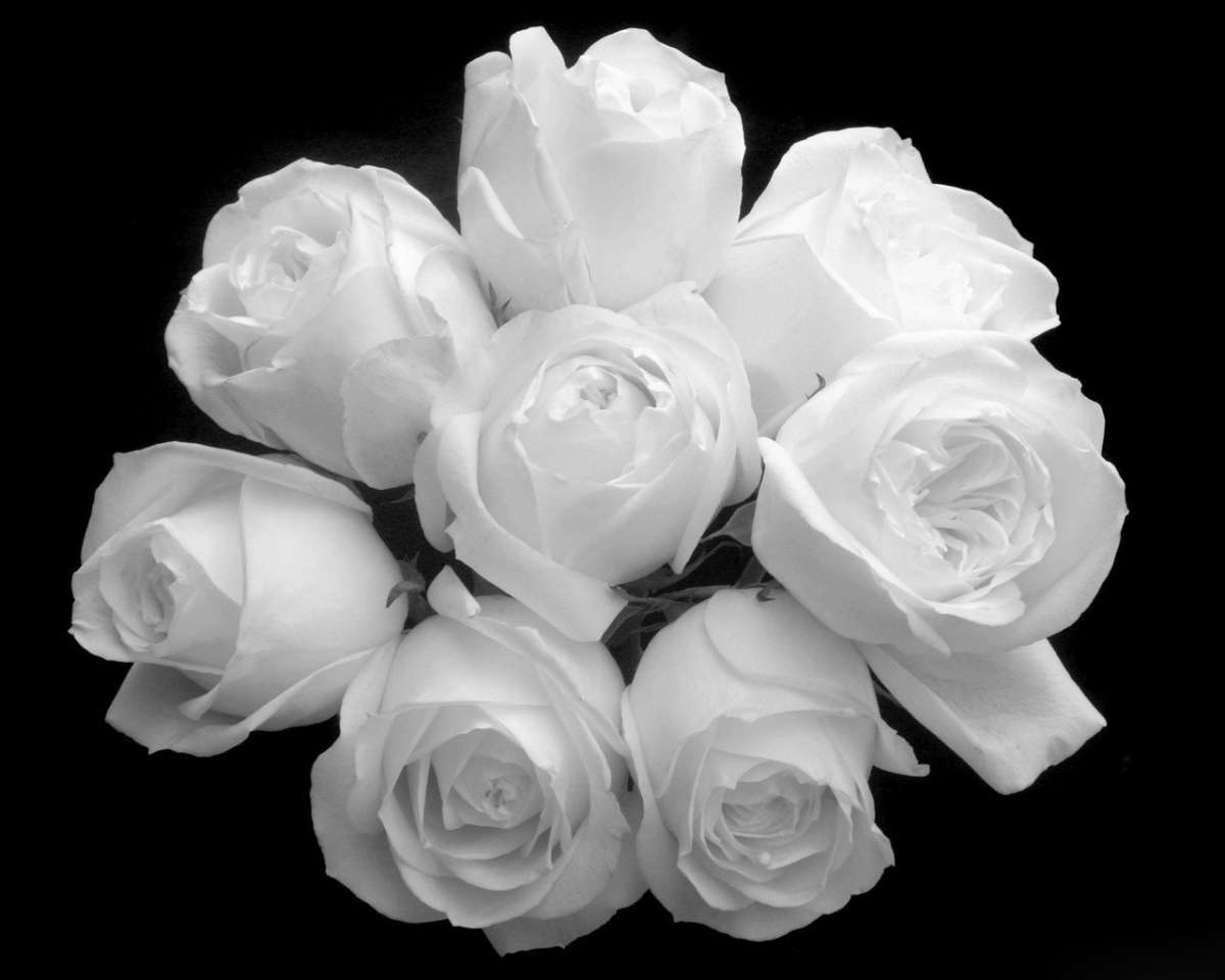 Mazzo di rose bianche