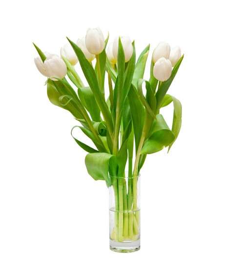 Mazzo di tulipani bianchi