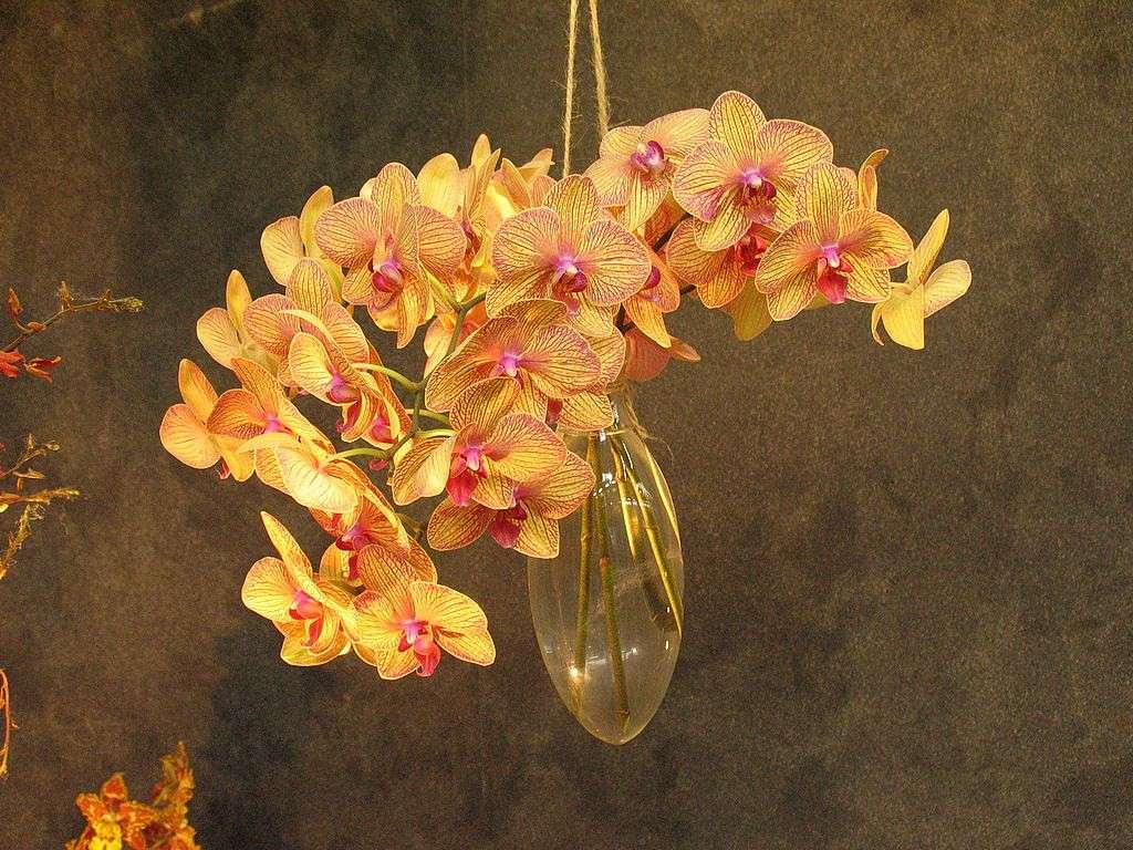 Orchidee per la neo mamma