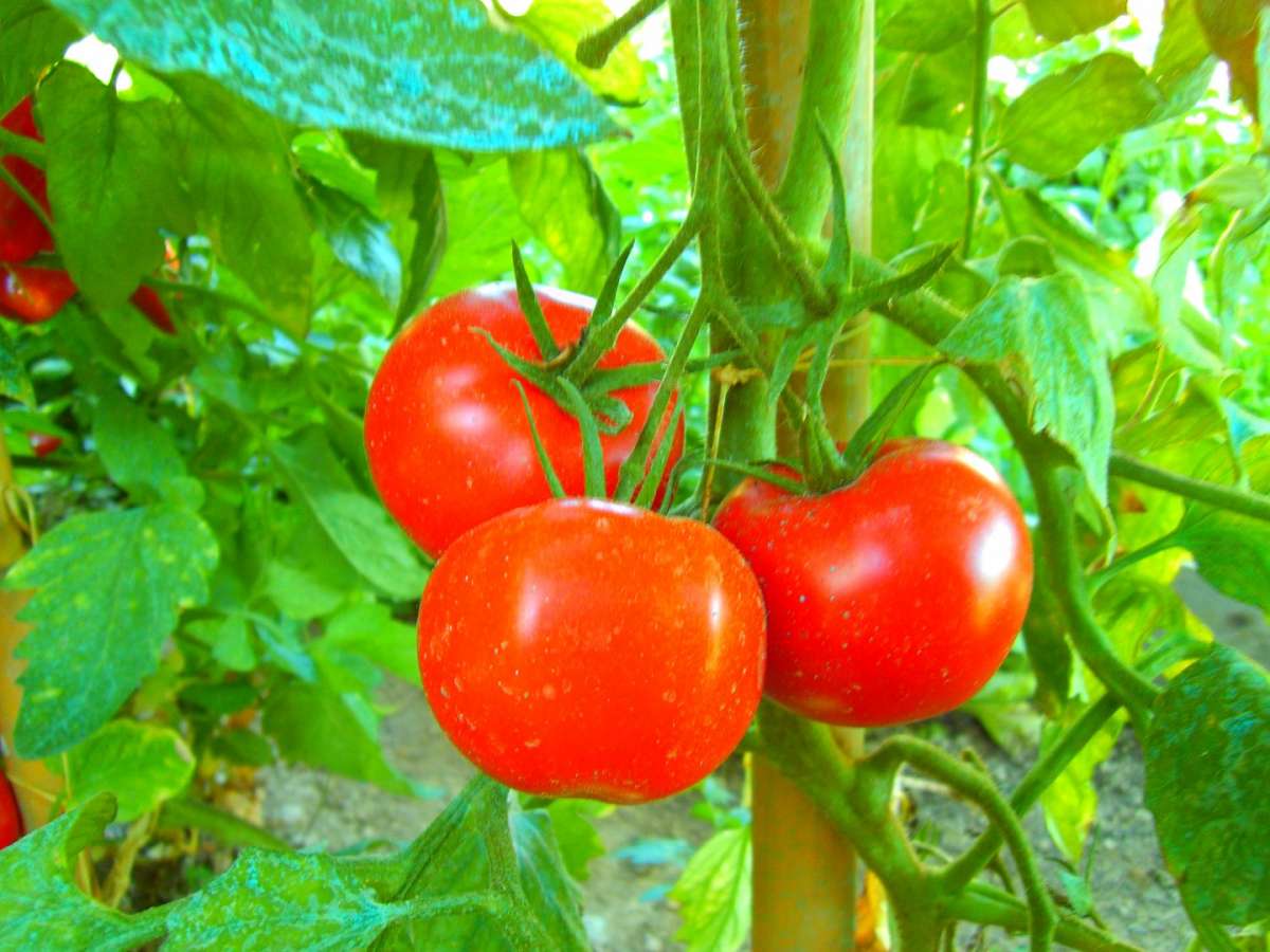 Pomodori