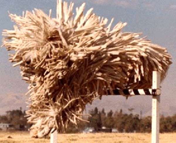 Cane Komondor