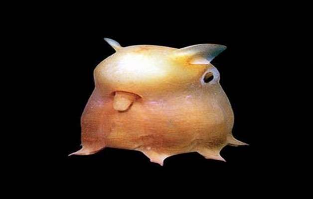 Dumbo Octopus