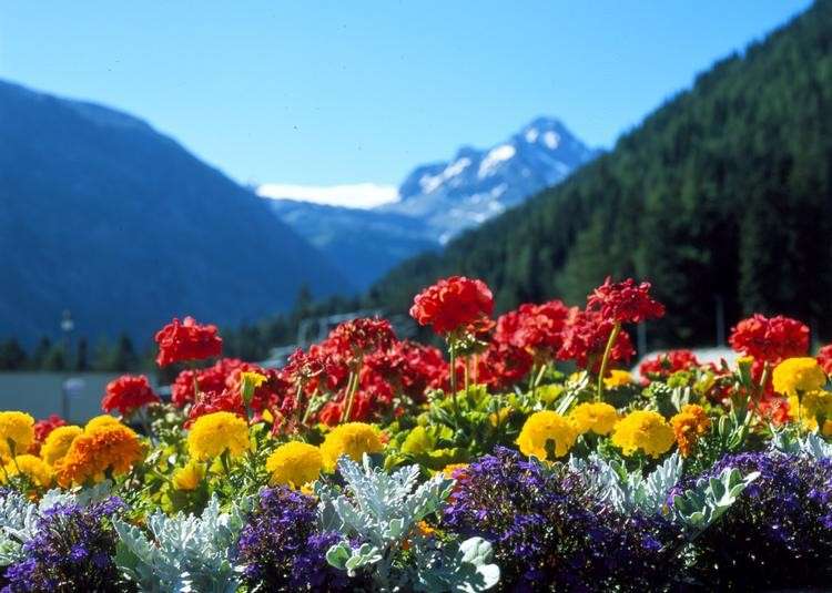 Fiori di montagna