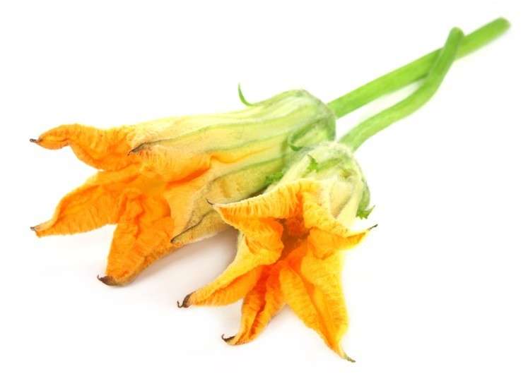 Fiori di zucca