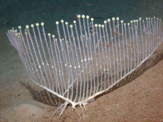 Harp Sponge