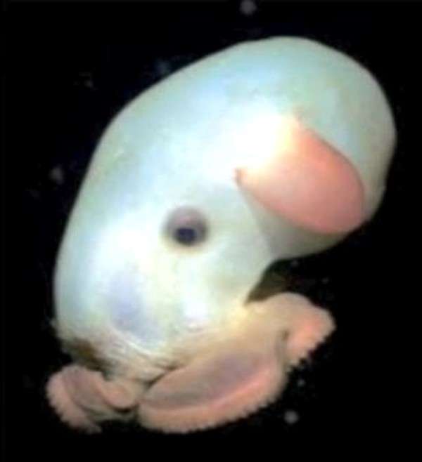 Octopus Albino