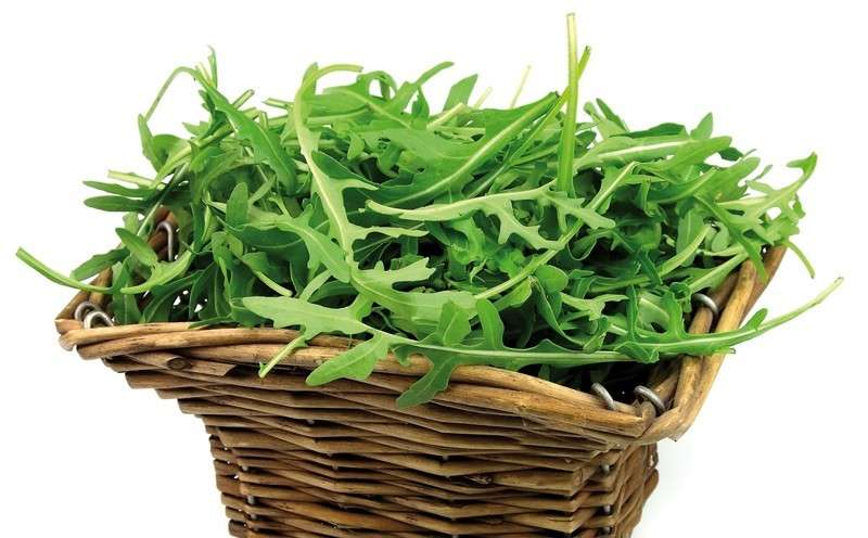 Rucola