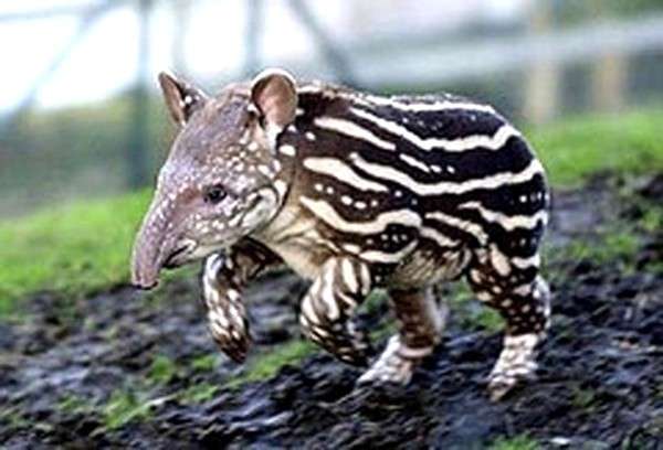 Tapiro maculato