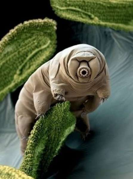 Tardigrada