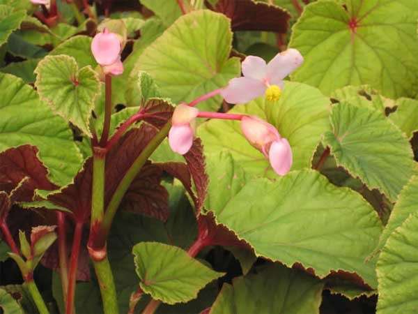 Begonia sul balcone