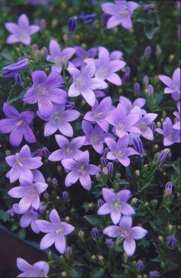 Campanula garganica