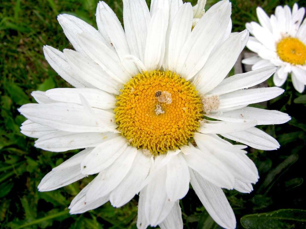 Leucanthemum da balcone