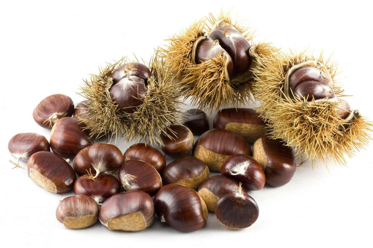 Castagne