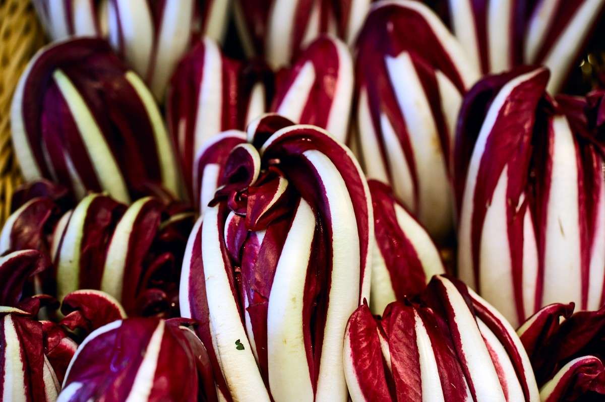 Radicchio