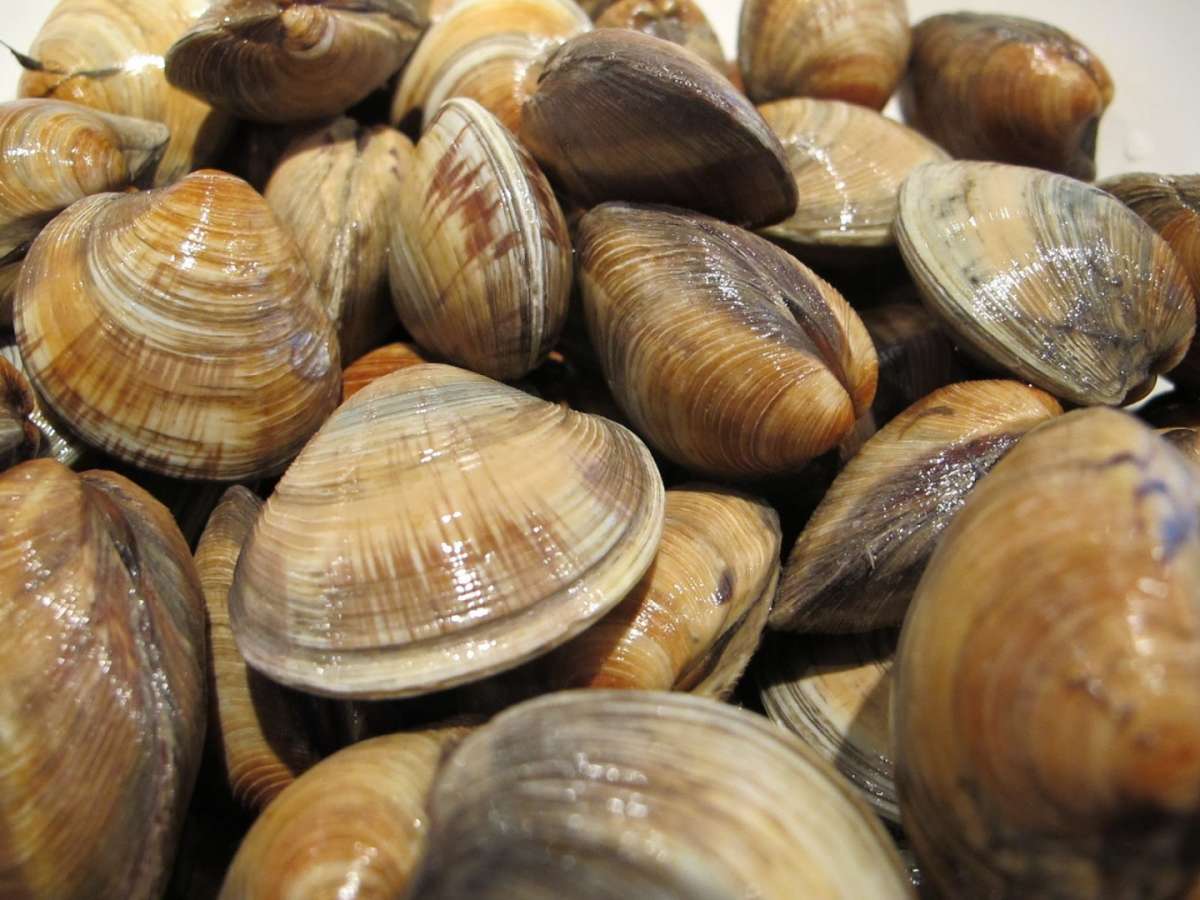 Vongole