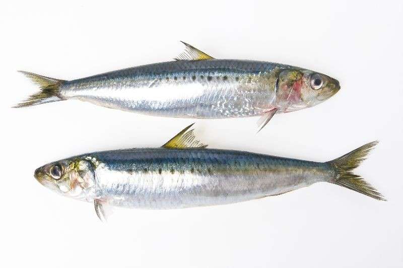 Sardine