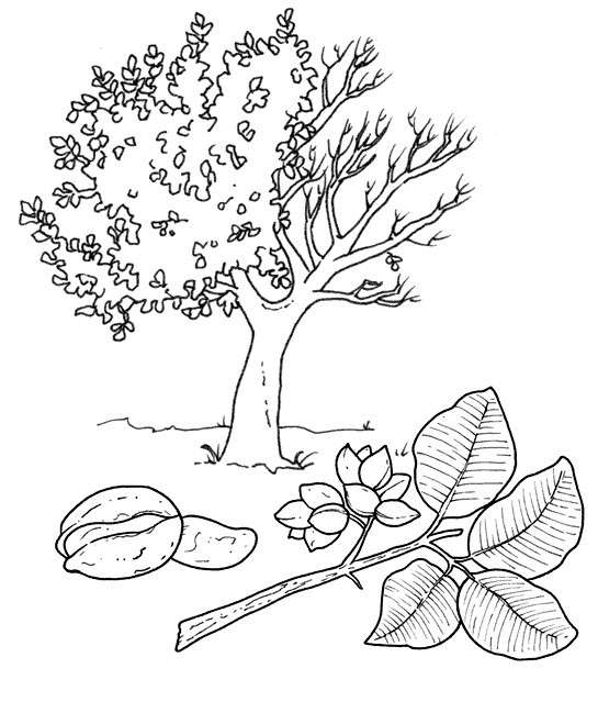 Albero e pistacchio