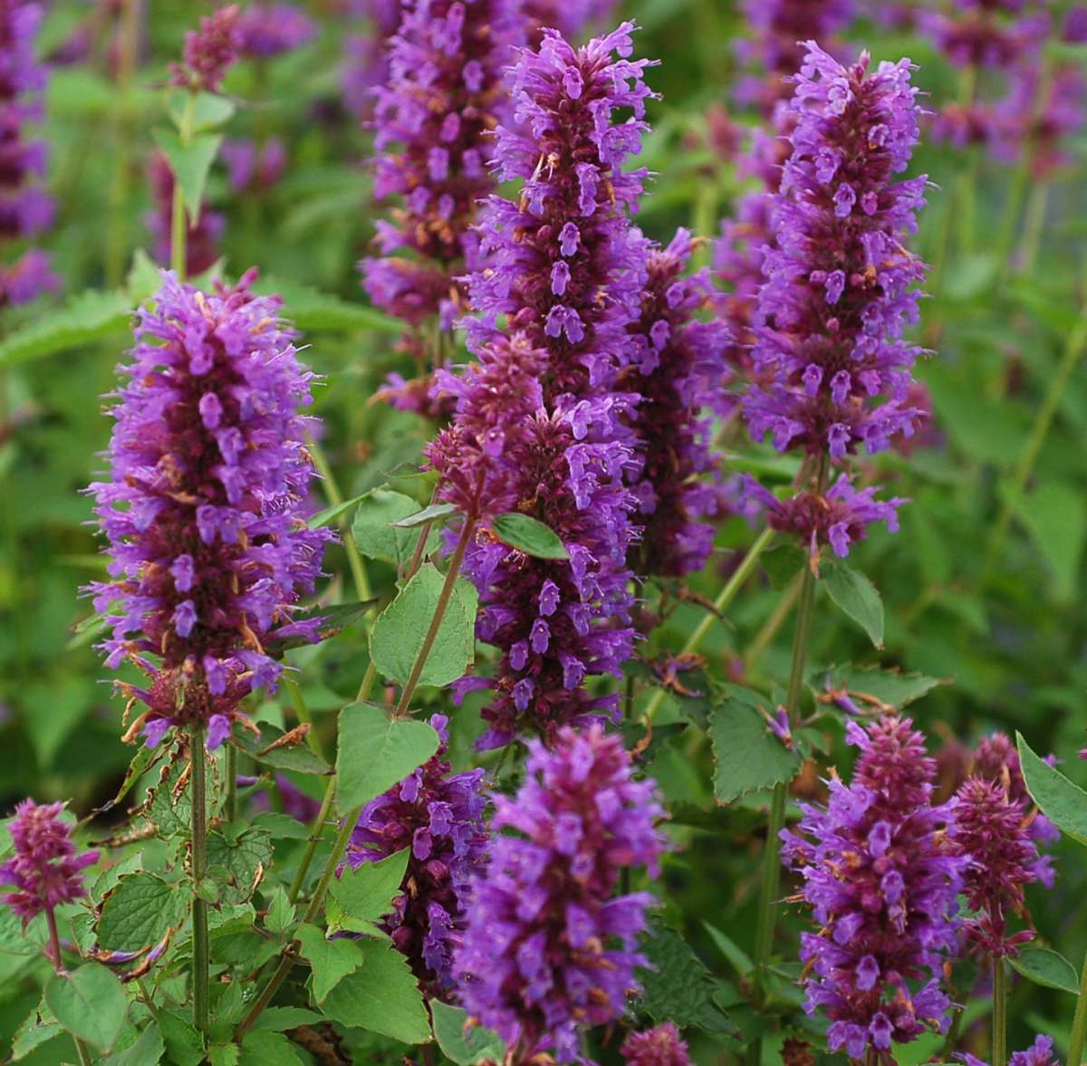 Agastache sul balcone