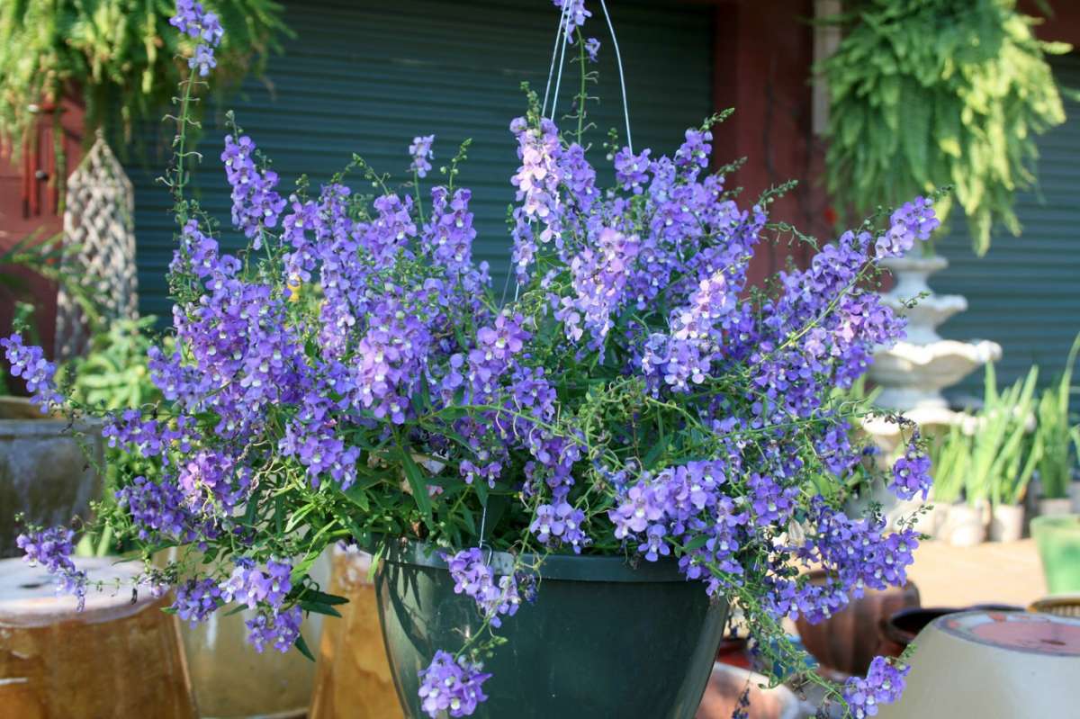 Angelonia sul balcone