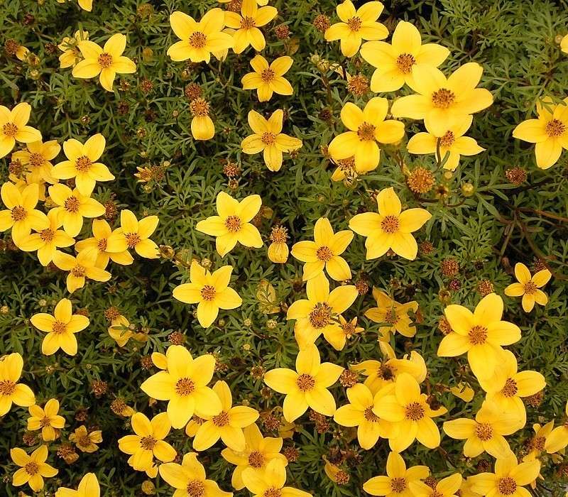 Bidens ferulifolia