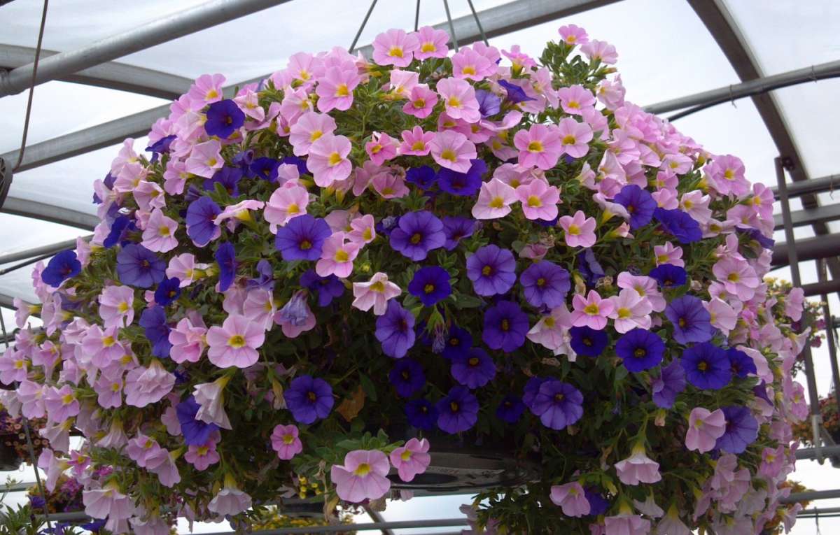 Calibrachoa mix