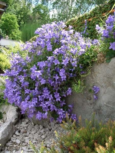 Campanula per il balcone