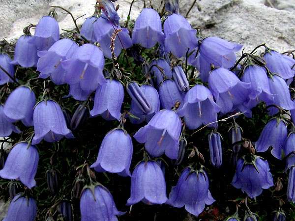 Campanule sul balcone