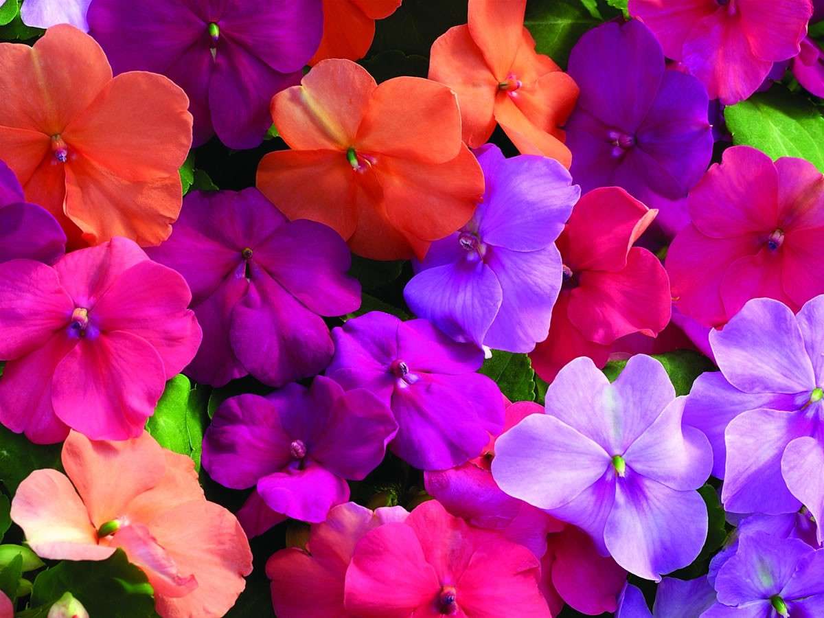 Coloratissimo impatiens