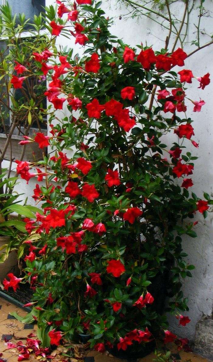 Fiori rossi per la pianta rampicante