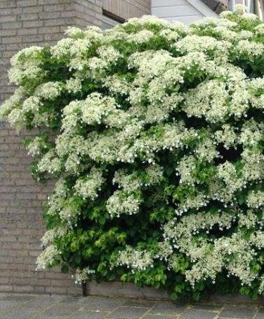 Gelsomino sul balcone