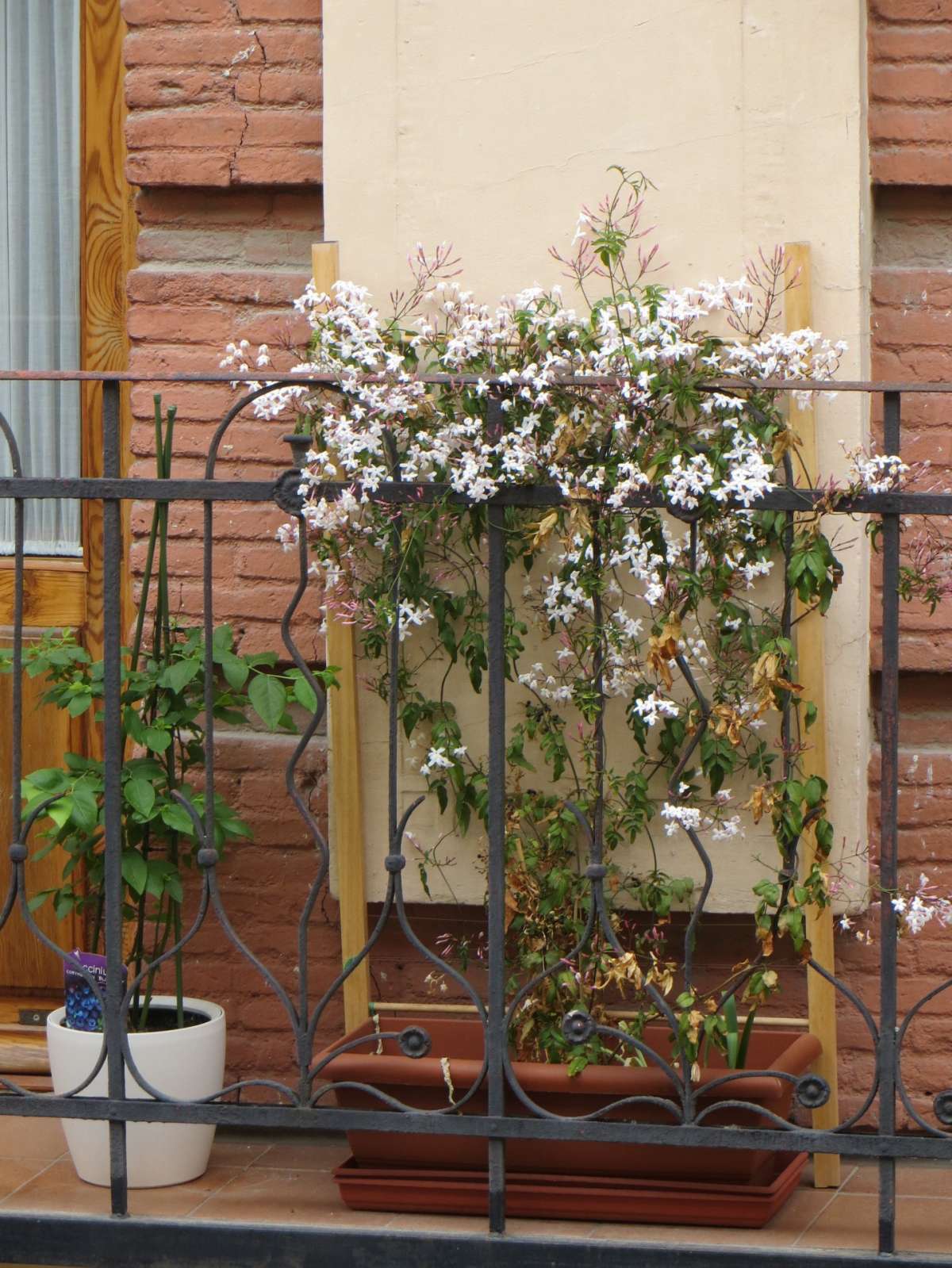 Gelsomino sul balcone