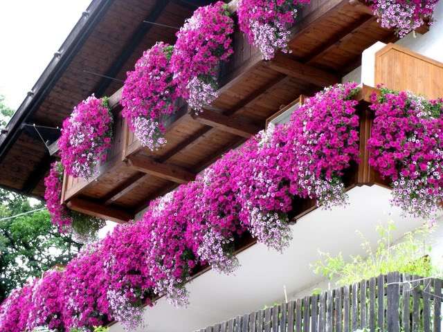 Gerani rosa sul balcone