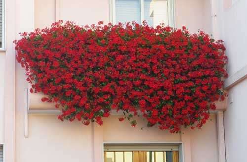 Gerani rossi sul balcone