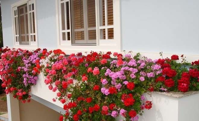 Geranio pendente per il balcone