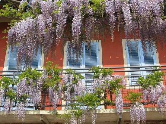Glicine per il balcone
