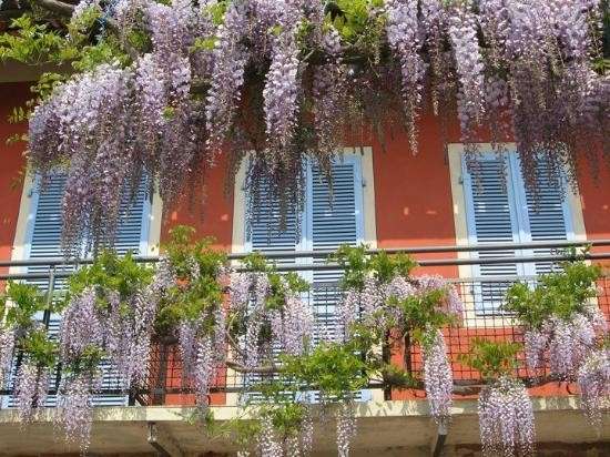 Glicine per il balcone