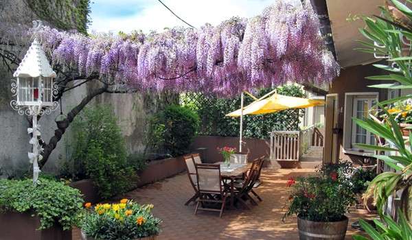 Glicine sul balcone