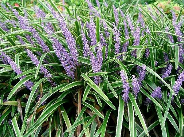 Liriope da balcone