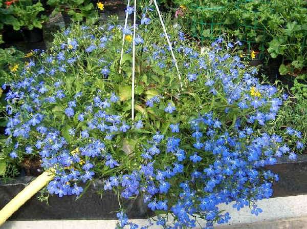 Lobelia azzurra