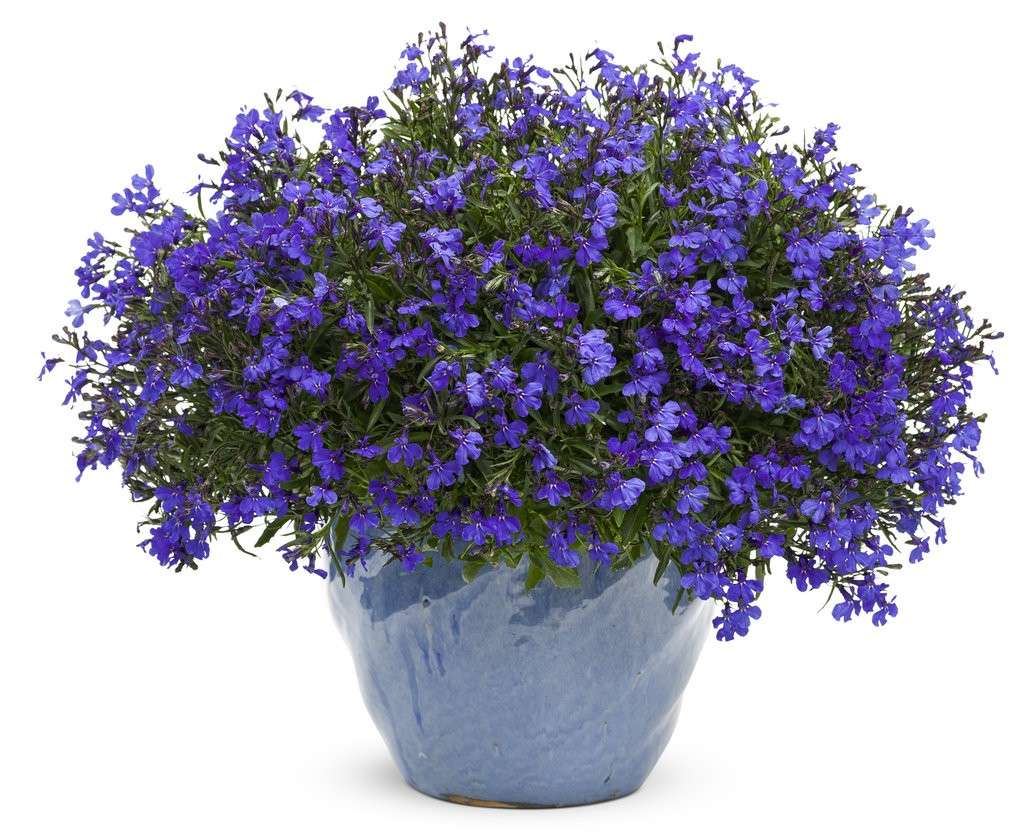 Lobelia blu per il balcone