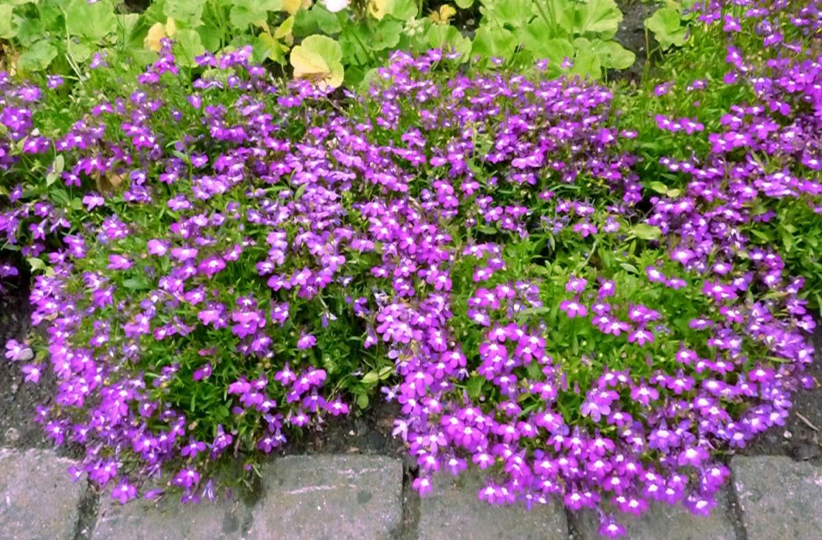 Lobelia magenta per il balcone