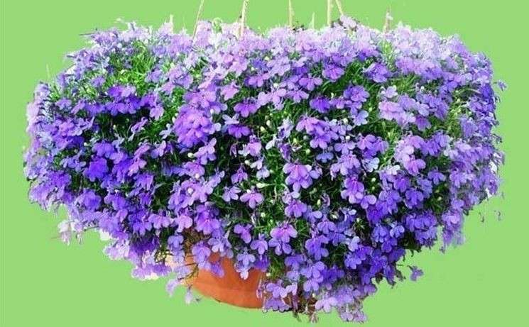 Lobelia viola pendente