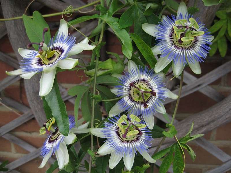 Passiflora rampicante