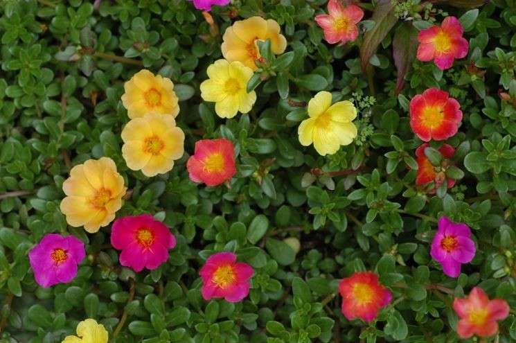 Pianta di portulaca