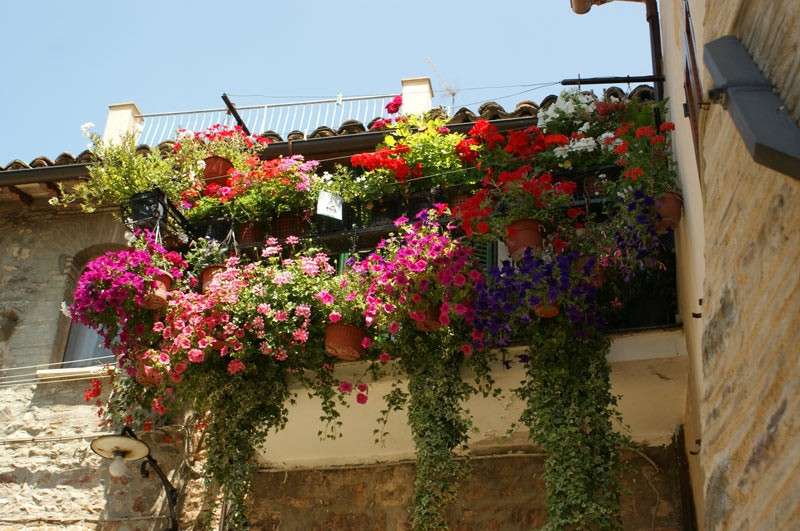 Piante pendenti da balcone