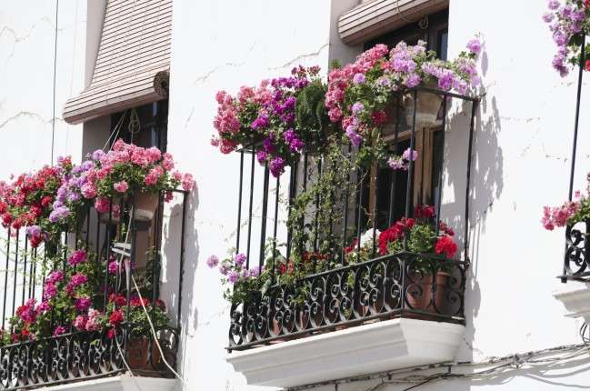 Piante prostrate sul balcone